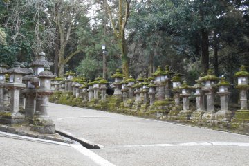 <p>The stone lanterns of Kasuga Taisha</p>