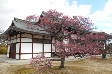 <p>Plum blossoms in Yakushi-ji temple</p>