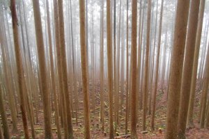 A mystical forest in Totsukawa