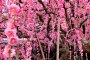 Cascadas de flores de ciruelos japoneses