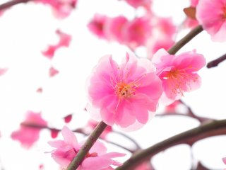 Bau harum manis dari bunga ume (plum blossom) menggantung di udara