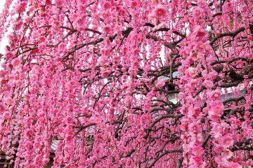 <p>This certainly represents the beauty of the plum blossoms!</p>