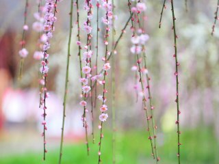 Pale pink blossoms fluttering in a soft spring breeze
