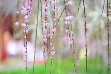 <p>Pale pink blossoms fluttering in a soft spring breeze</p>