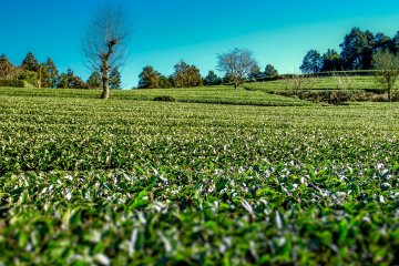 <p>Up close and personal with a tea field</p>