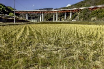 <p>Some rice fields located a couple of hundred meters away from the endpoint, Yaga Station</p>