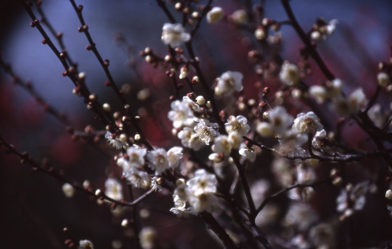 Dreamy plum blossoms on a spring day