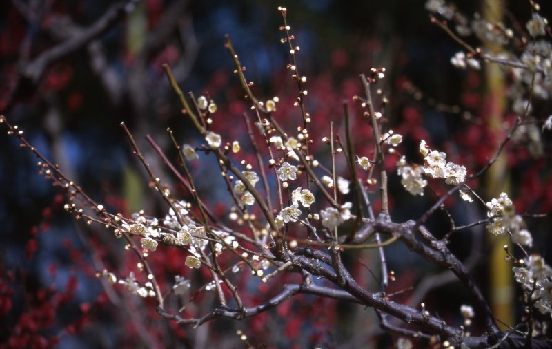 <p>Small white plum buds with red plum blossoms in the background</p>