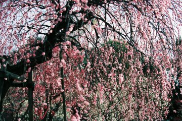 <p>Noren curtain of red plum blossoms!</p>