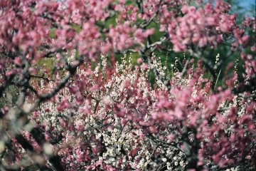 <p>Sweet scent of plum blossoms fills the air</p>