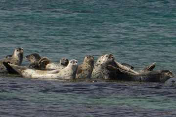 Морские котики неподалеку от берега залива Хаманака