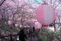 Cerisiers en Fleurs à Miurakaigan