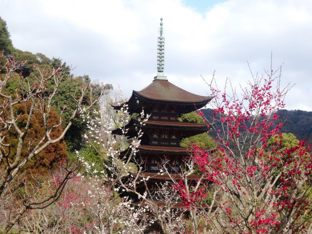 Plum blossoms frame the Rurikoji Pagoda in Yamaguchi City