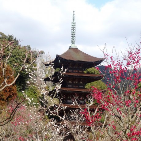 Hoa mơ ở chùa Ruriko