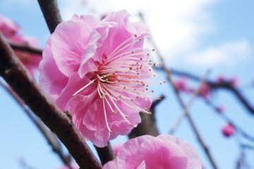 <p>Plum blossoms come in multiple shades</p>