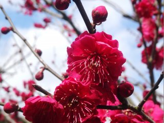 The petals of plum blossoms are rounder than cherry blossoms, yet another way to tell the two apart