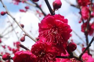 <p>The petals of plum blossoms are rounder than cherry blossoms, yet another way to tell the two apart</p>