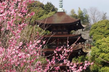 <p>The grounds around the pagoda are free to walk around</p>
