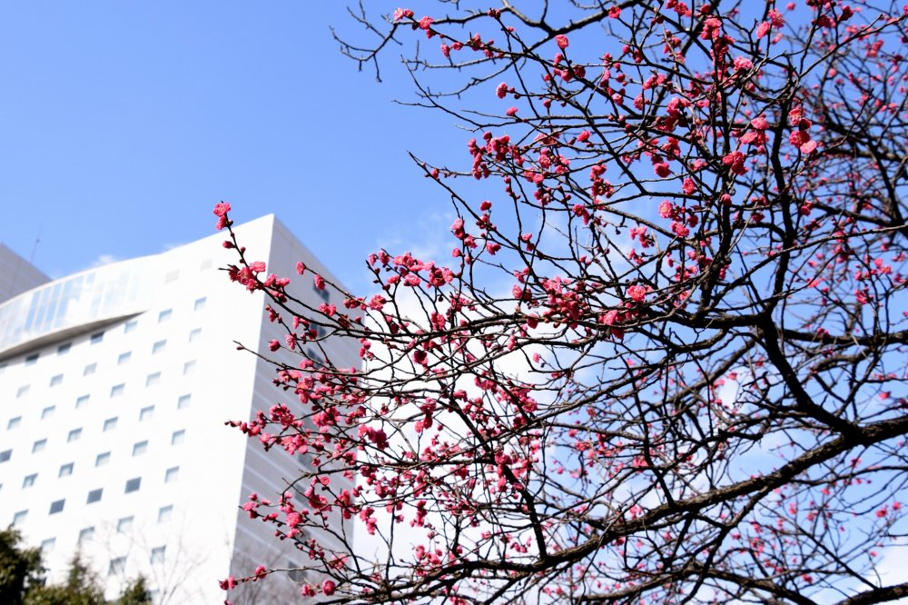 Deep pink plum blossoms starting to bloom at Fukui City Central Park under the blue sky