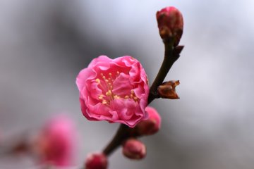 Plum Blossoms at Fukui Central Park