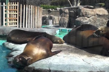 우에노 동물원 4탄 – 멋진 육식동물들