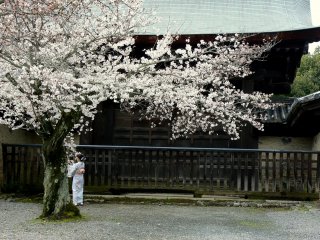 Woman under a large old cherry tree