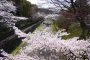Cherry Blossoms at Keage Incline