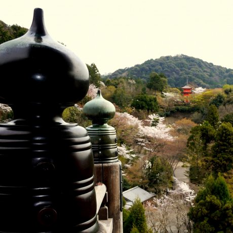Hoa anh đào ở chùa Kiyomizu 