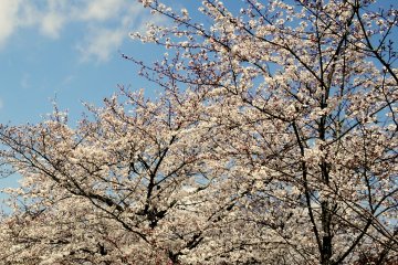 <p>Cherry trees against a blue sky is beautiful sight!</p>