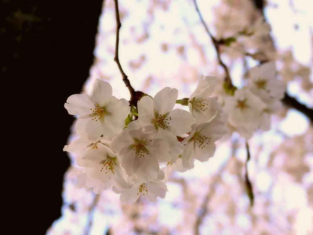 일본의 봄은 어딜 가나 벚꽃으로 가득하다.