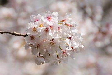 <p>Cherry blossoms floating in the air under the spring sunshine</p>