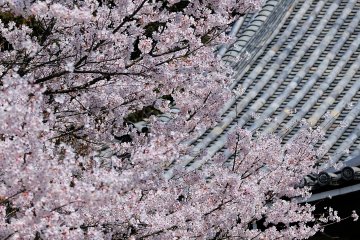 <p>Cherry blossoms blooming along the beautiful curvy line of a temple roof!</p>