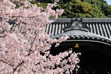 <p>Magnificent temple building and cherry blossoms under the blue sky. A dignified view is before me!</p>
