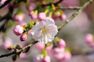 <p>Smooth texture of cherry petals looks like silk!</p>