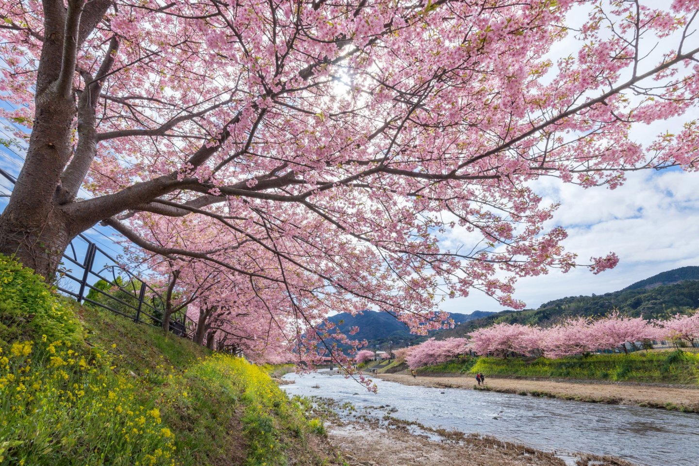 Mekarnya sakura Kawazu di sepanjang sungai adalah salah satu tontonan paling spektakuler di Jepang