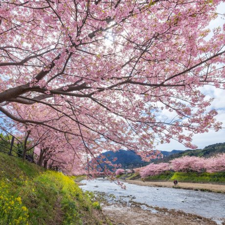 Sakura Kawazu dan Resor Tokyu