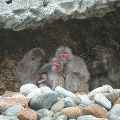 Wild Monkeys' Paradise, Nishi Izu
