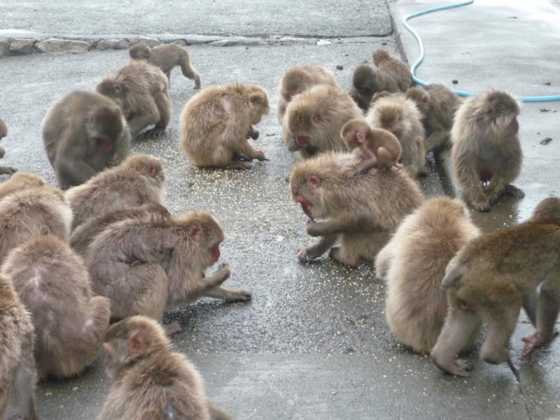 The monkeys pick up grains thrown on the ground.  Be careful as fights sometimes break out among the monkeys fighting over the food.