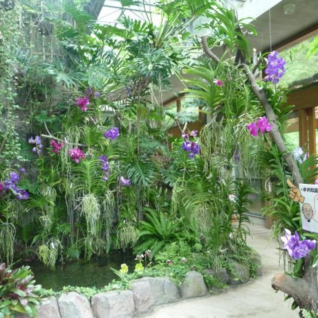Orchid Sanctuary Dogashima, Izu