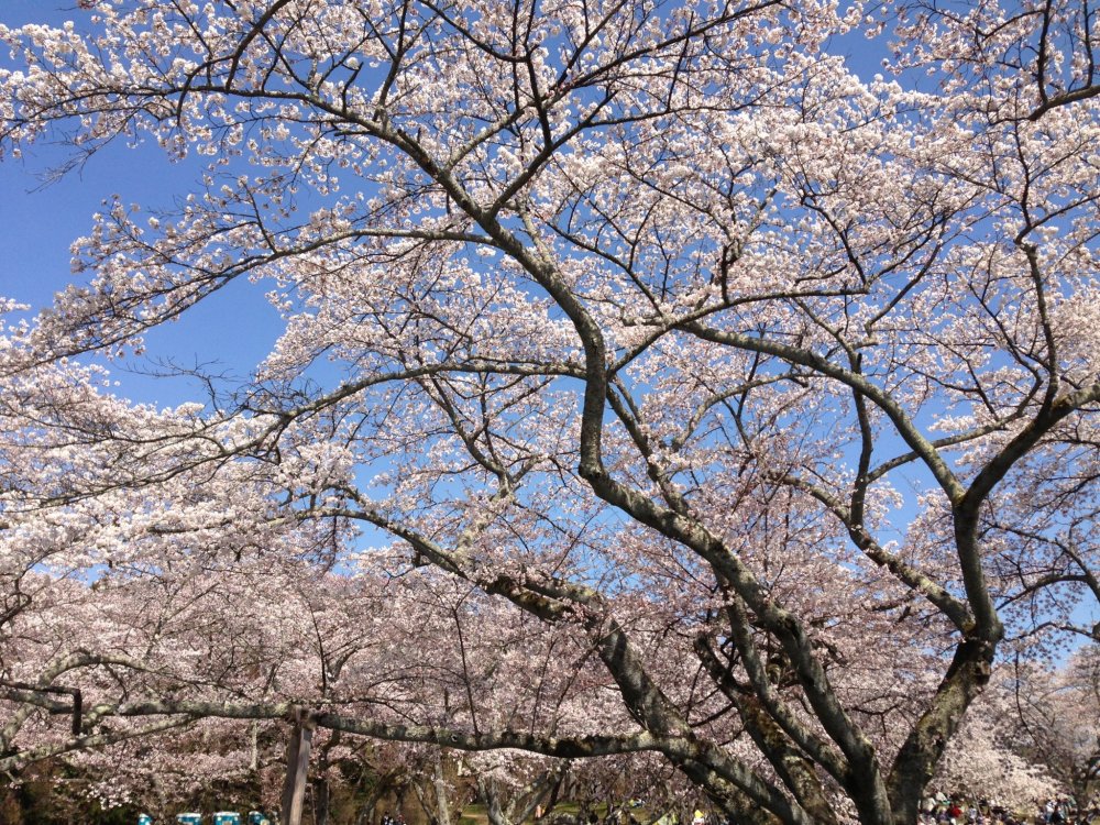 В этом парке можно устроить пикник под сенью цветущей сакуры.