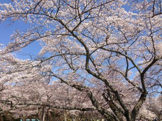 At this park you can have a picnic under a canopy of cherry blossoms.