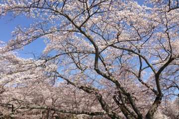 <p>В этом парке можно устроить пикник под сенью цветущей сакуры.</p>