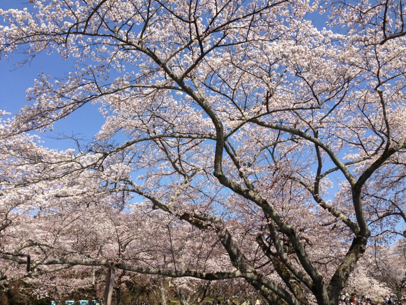 <p>В этом парке можно устроить пикник под сенью цветущей сакуры.</p>