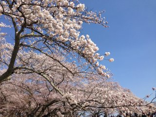 The pink of the cherry blossoms against a brilliant blue sky is quite a sight.
