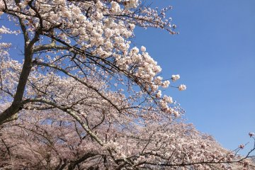 <p>The pink of the cherry blossoms against a brilliant blue sky is quite a sight.</p>