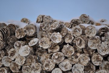 <p>Preparations for an upcoming oyster season.</p>