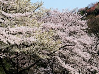There are an impressive 7,000 cherry trees in the temple grounds