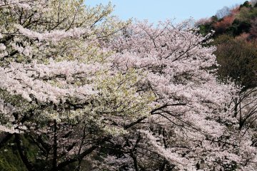 <p>There are an impressive 7,000 cherry trees in the temple grounds</p>