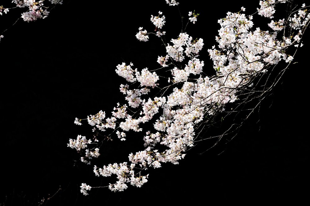 Focusing on cherry blossoms in spotlight