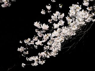 スポットライトを浴びたような桜にフォーカシングすると淡い花は浮き出て来る